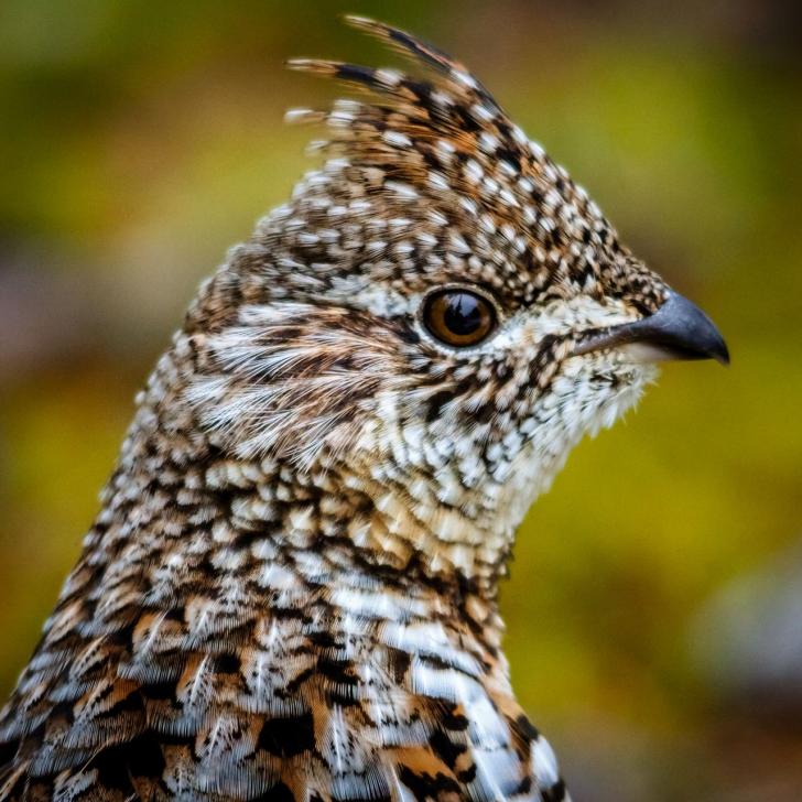 Haselhuhn - Bild von Diane Olivier auf Pixabay