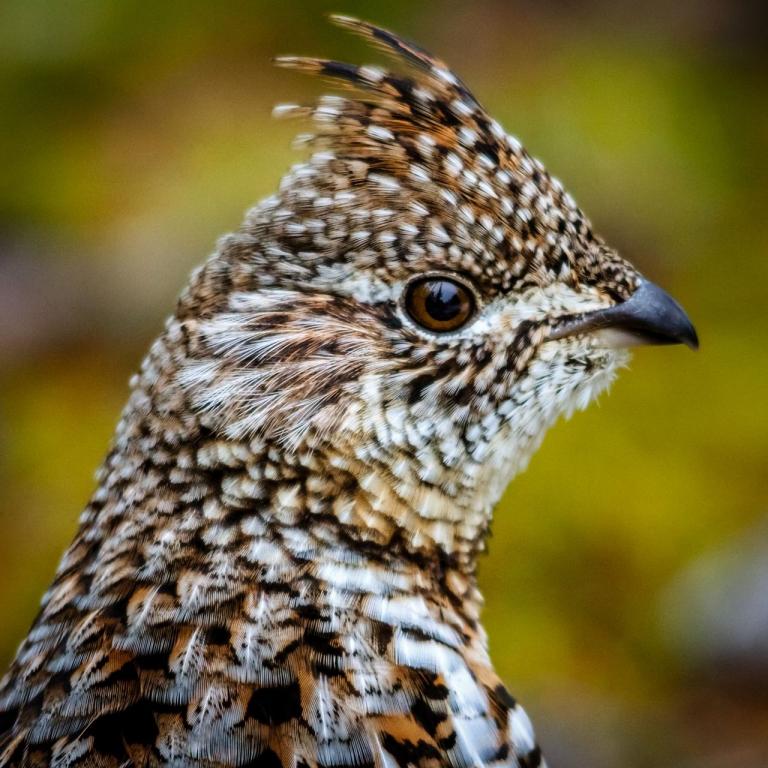 Haselhuhn - Bild von Diane Olivier auf Pixabay