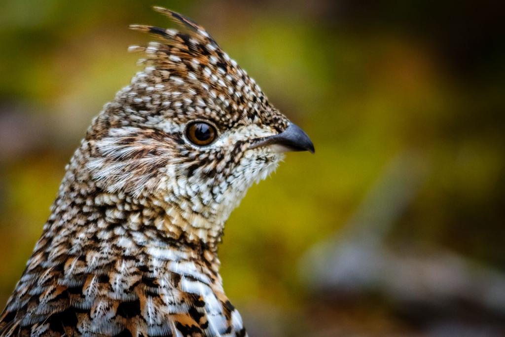Haselhuhn - Bild von LisaTaylorPhoto auf Pixabay Haselhuhn - Bild von Diane Olivier auf Pixabay