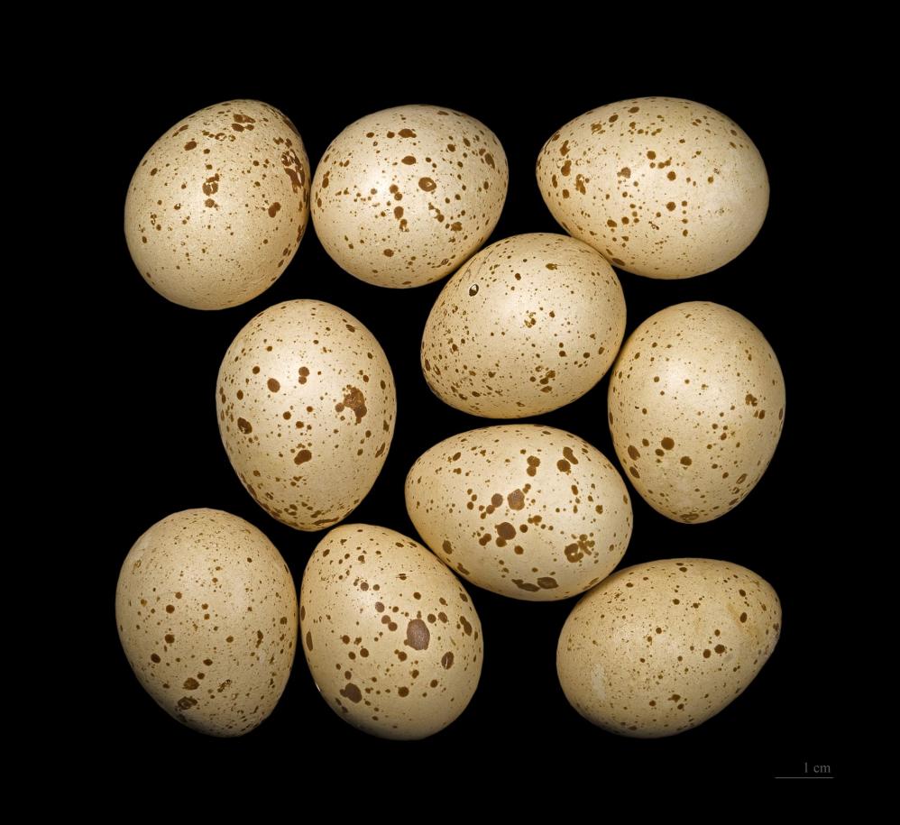 Haselhuhn Eier - Von Didier Descouens - Eigenes Werk, CC BY-SA 4.0, https://commons.wikimedia.org/w/index.php?curid=16326808 Haselhuhn Eier