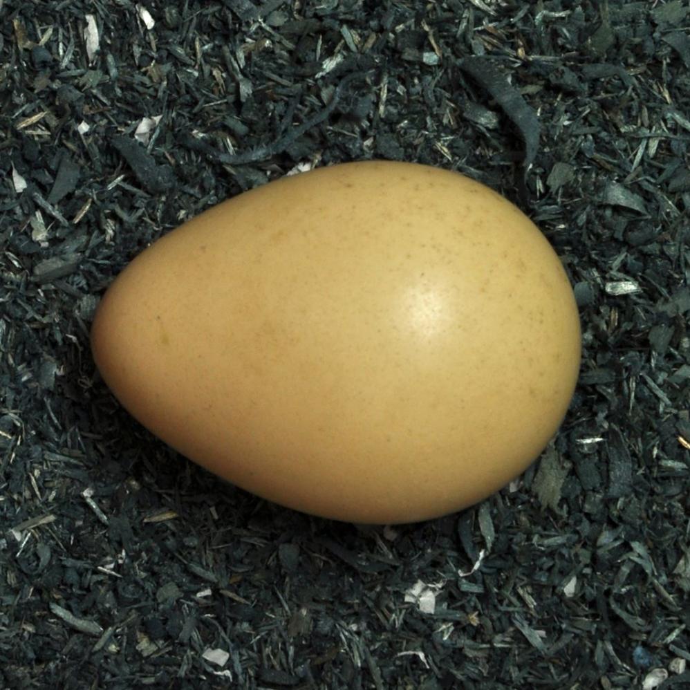 Rebhuhn Ei