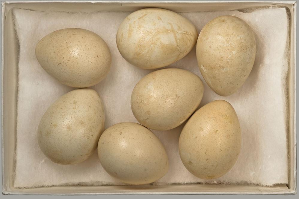 Ei vom Steinhuhn - Von Didier Descouens - Eigenes Werk, CC BY-SA 4.0, https://commons.wikimedia.org/w/index.php?curid=19184590