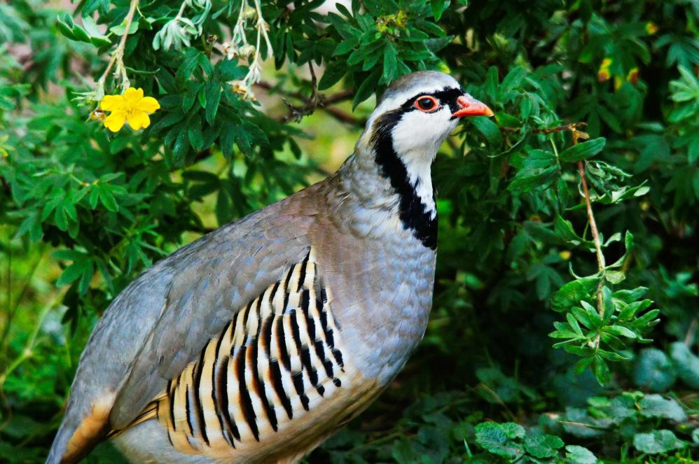 Steinhuhn - Bild von hellinger14 auf Pixabay Steinhuhn