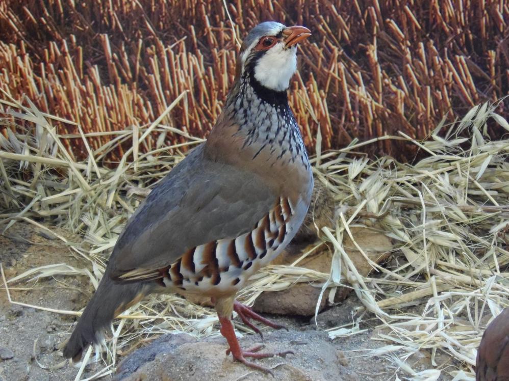 Steinhuhn - Bild von daniel alonso auf Pixabay Steinhuhn
