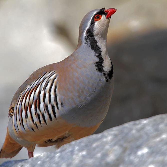 Steinhuhn - Von FokusNatur - Eigenes Werk, CC BY-SA 3.0, https://commons.wikimedia.org/w/index.php?curid=19235704