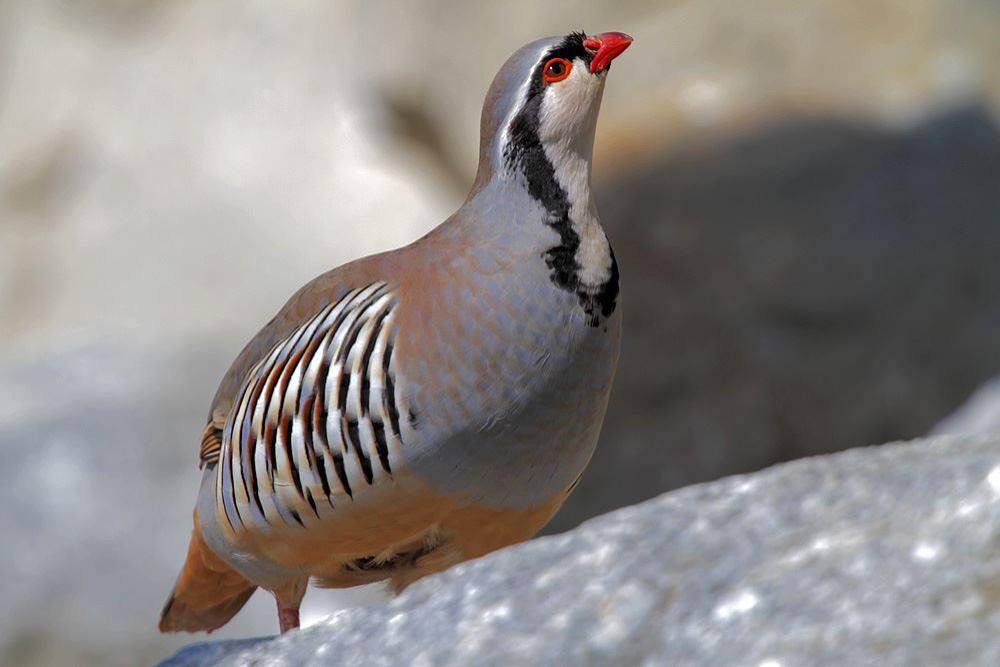 Steinhuhn - Von FokusNatur - Eigenes Werk, CC BY-SA 3.0, https://commons.wikimedia.org/w/index.php?curid=19235704 Steinhuhn - Von FokusNatur - Eigenes Werk, CC BY-SA 3.0, https://commons.wikimedia.org/w/index.php?curid=19235704