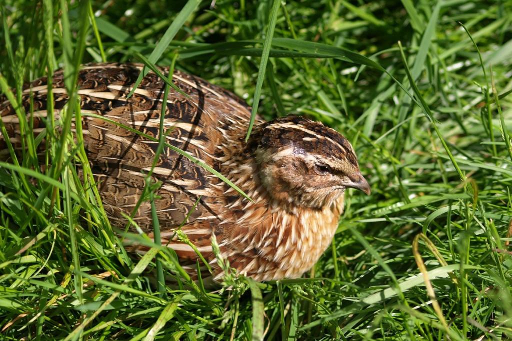 Wachtel - Bild von ariesa66 auf Pixabay