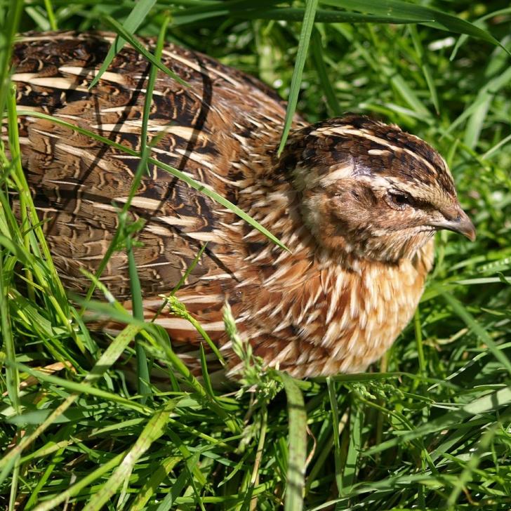 Wachtel - Bild von ariesa66 auf Pixabay